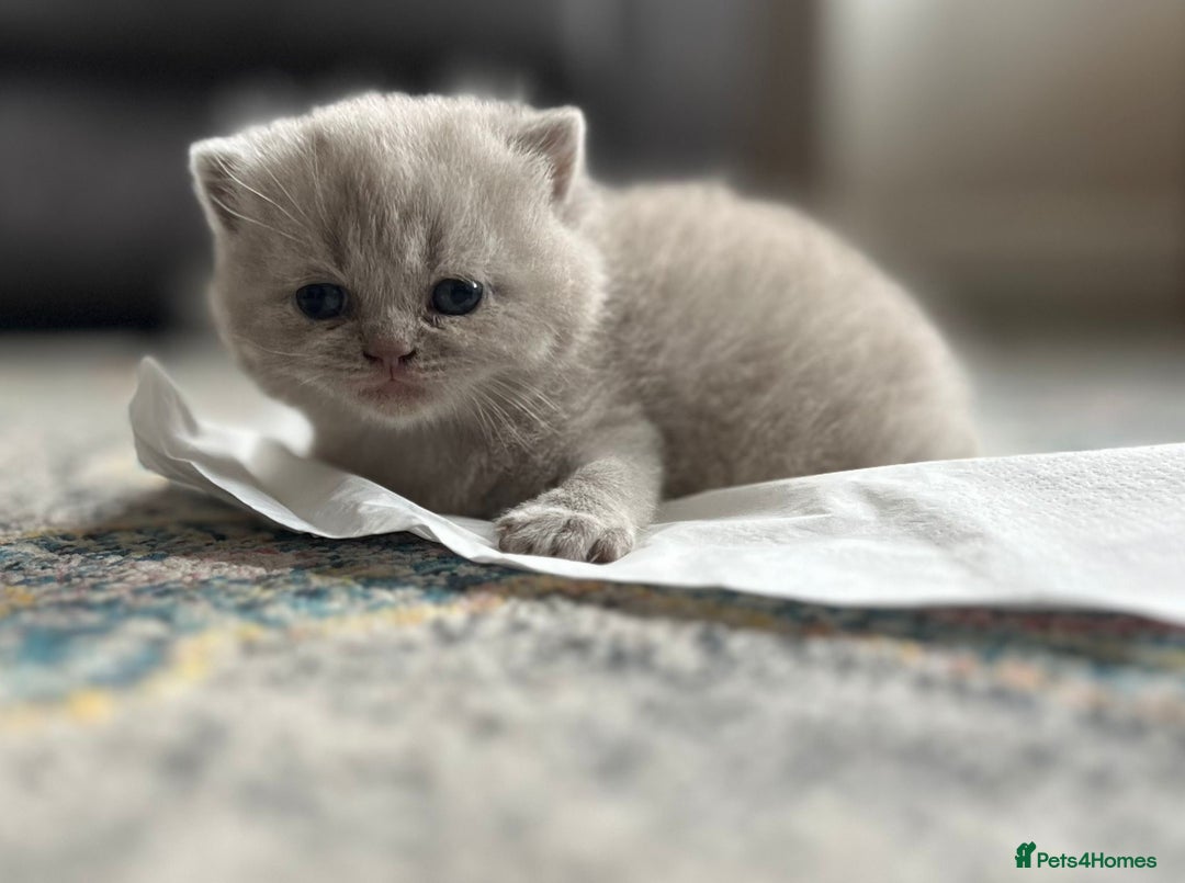 British Shorthair cats for sale: British Shorthair Kittens - Image 8