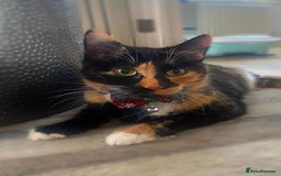 Mixed Breed cats for sale: Kittens ready to go! - Advert 19