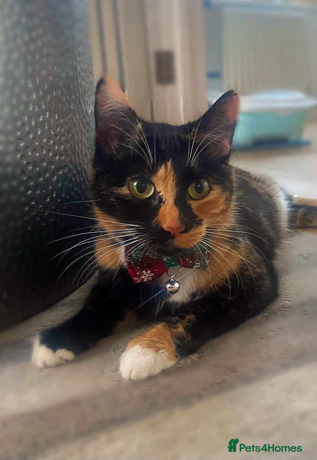 Mixed Breed cats for sale: Kittens ready to go! - Advert 19