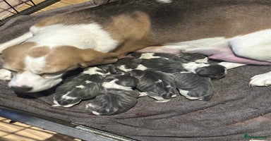 Beagle dogs KC Reg Beagle puppies (Blue) - Advert 11