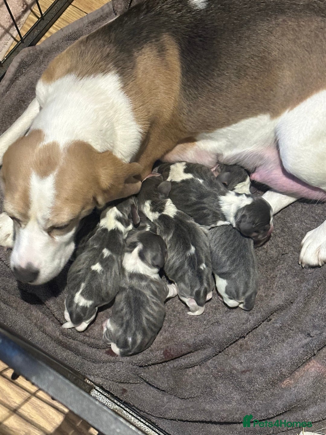 Beagle dogs for sale: KC Reg Beagle last girl Ready now  - Advert 6