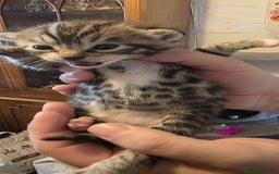 Bengal cats for sale: Kittens x bengal  - Advert 11