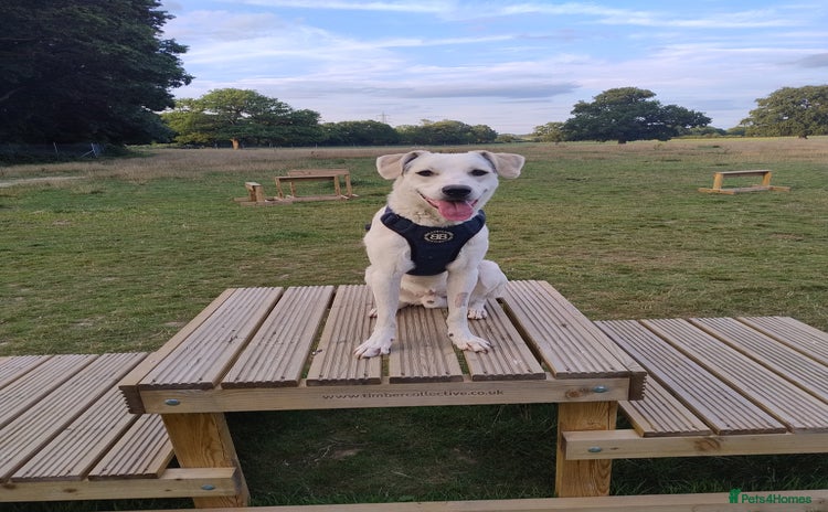 Mixed Breed dogs - Advert 1