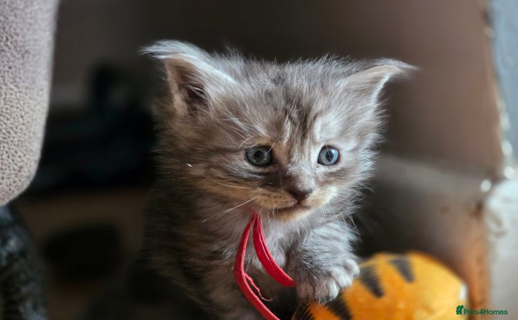 Maine Coon cats - Advert 12