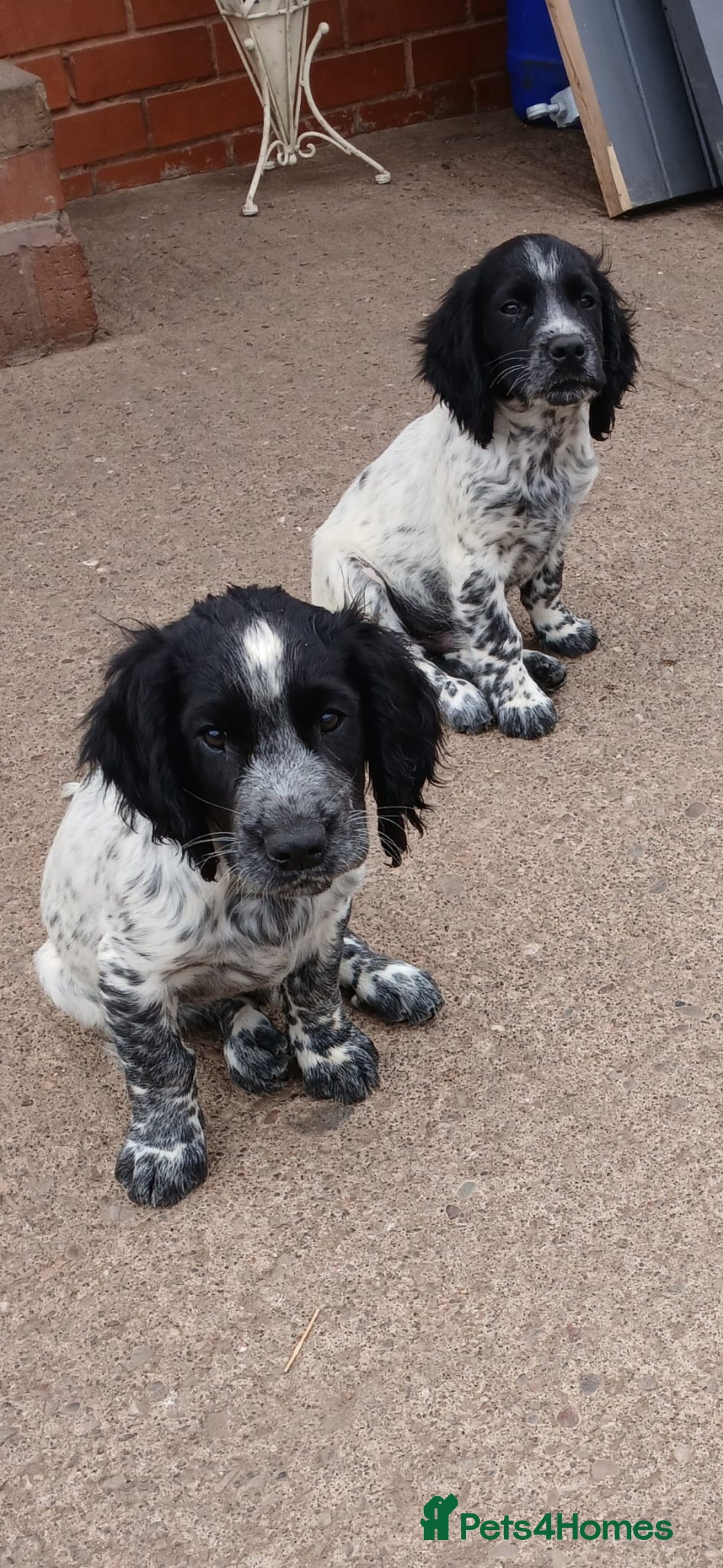 Cocker Spaniel dogs for sale: working type Cocker spaniel puppies available  - Image 7
