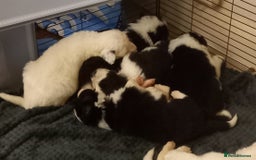 Border Collie dogs for sale: Border Collies for sale - Image 21