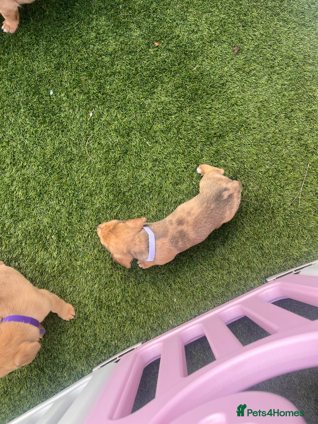 Mixed Breed dogs for sale: 7 beautiful jackshund puppies for sale - Image 33