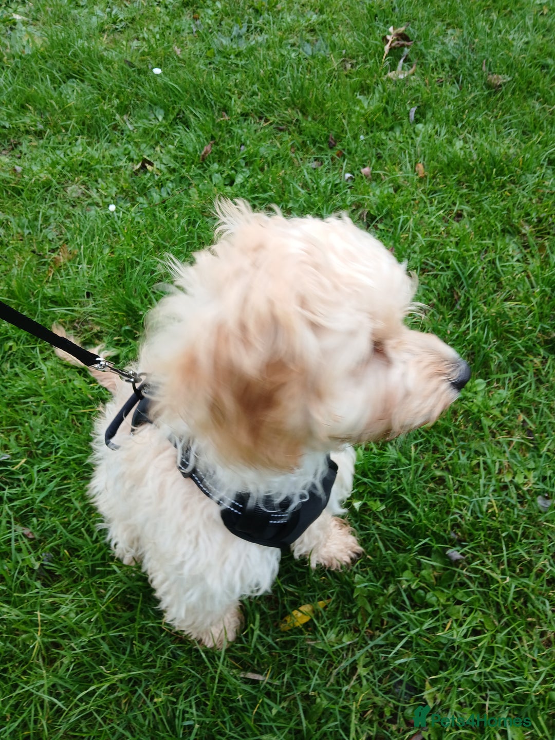 Sproodle dogs for sale: Male Toy Cockapoo 7 months old  - Advert 6