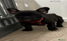 French Bulldog dogs for sale: French bulldog puppies - Image 13