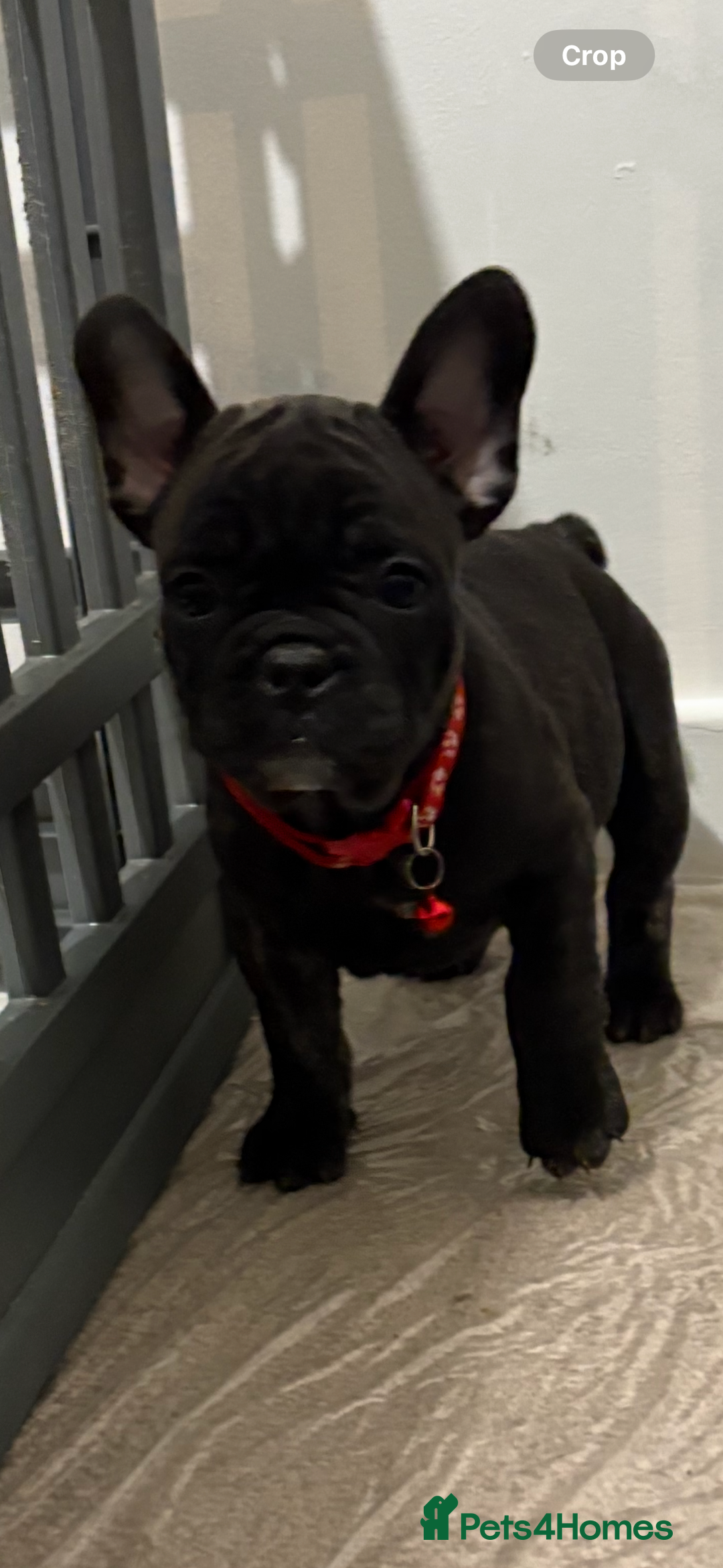 French Bulldog dogs for sale: French bulldog puppies - Image 13