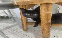 American Shorthair cats for sale: Tubby kittens  - Image 3