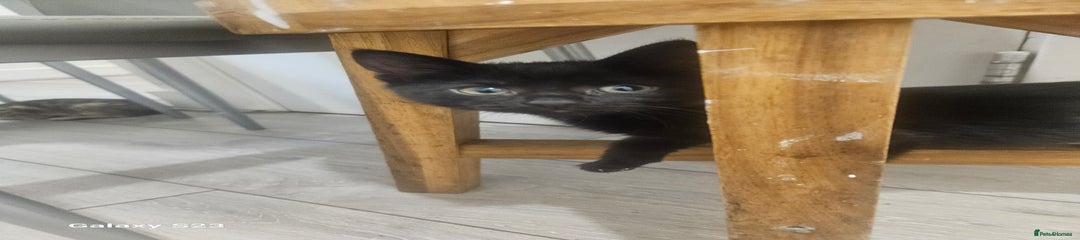 American Shorthair Kitten 2