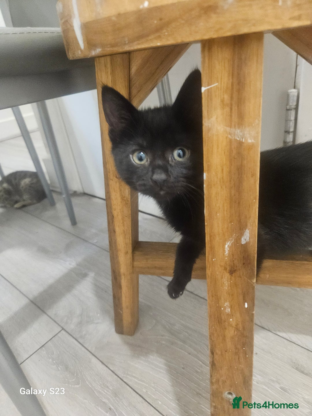 American Shorthair cats for sale: Tubby kittens  - Image 3