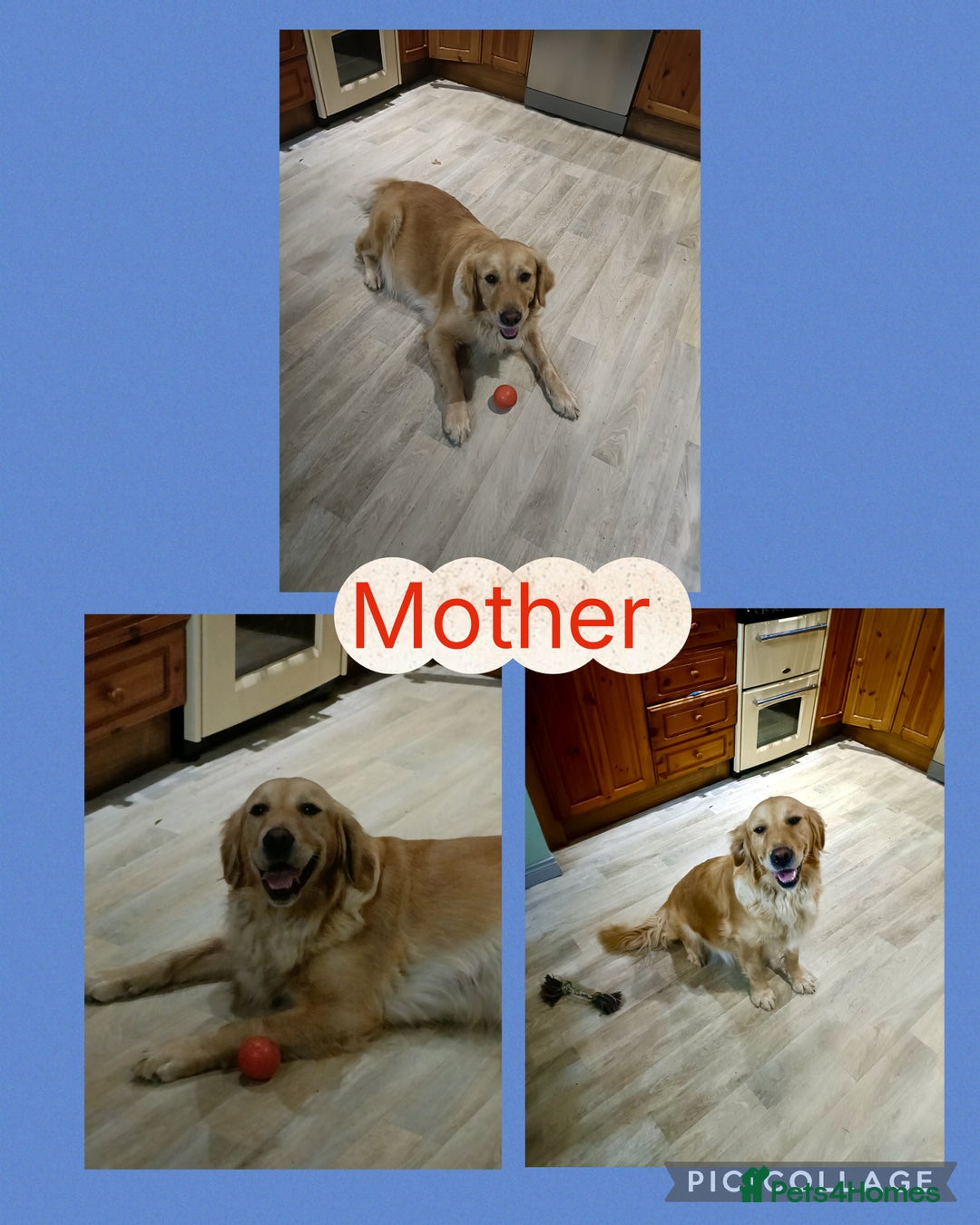 Golden Retriever dogs for sale: Gorgeous Golden Retriever Pups - Fox red  - Image 5