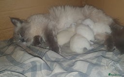 Siberian cats for sale: GCCF champion bloodline siberian nevas - Image 17