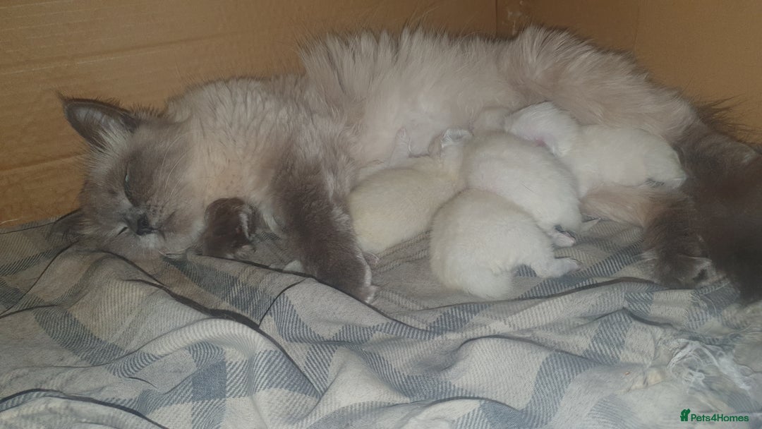 Siberian cats for sale: GCCF champion bloodline siberian nevas - Image 17