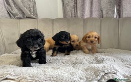 Cockapoo dogs for sale: Cockapoo puppy’s ready Wednesday  - Image 20