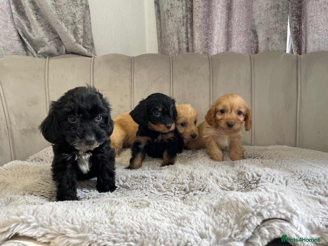 Cockapoo dogs for sale: Cockapoo puppy’s ready Wednesday  - Image 20