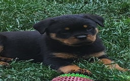 Rottweiler dogs for sale: Kc Show Quality Puppy Bitch!! in Chester-le-Street - Image 7