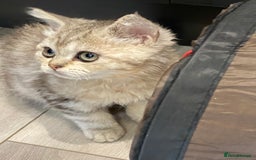 Selkirk Rex cats for sale: Beautiful selkirkrex babies - Image 14