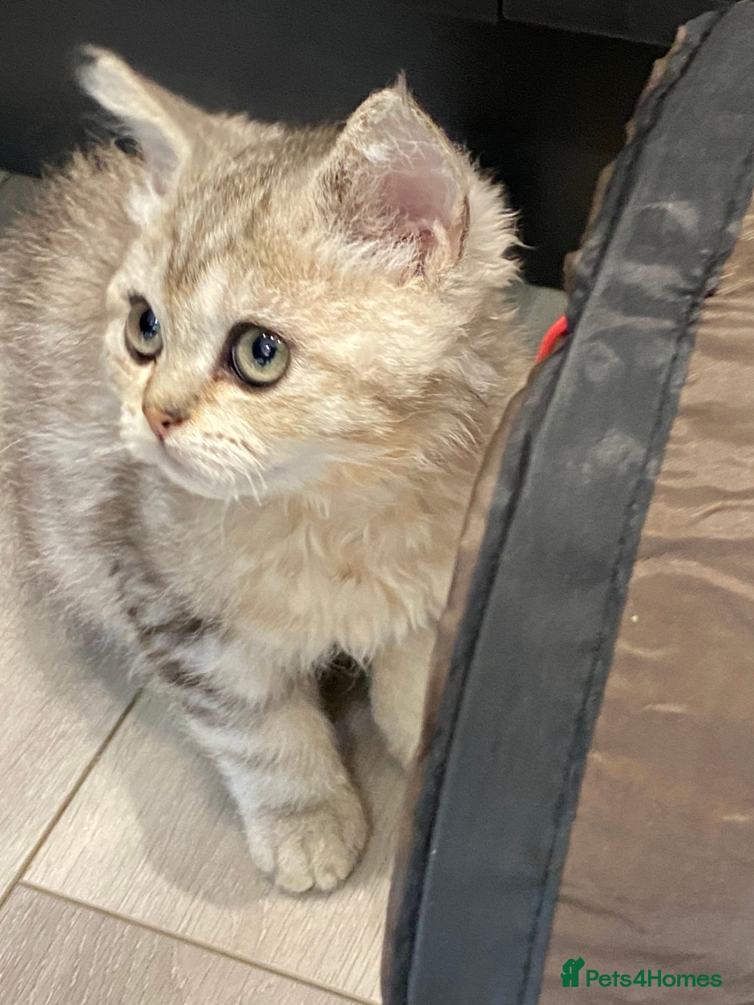 Selkirk Rex cats for sale: Beautiful selkirkrex babies - Image 14
