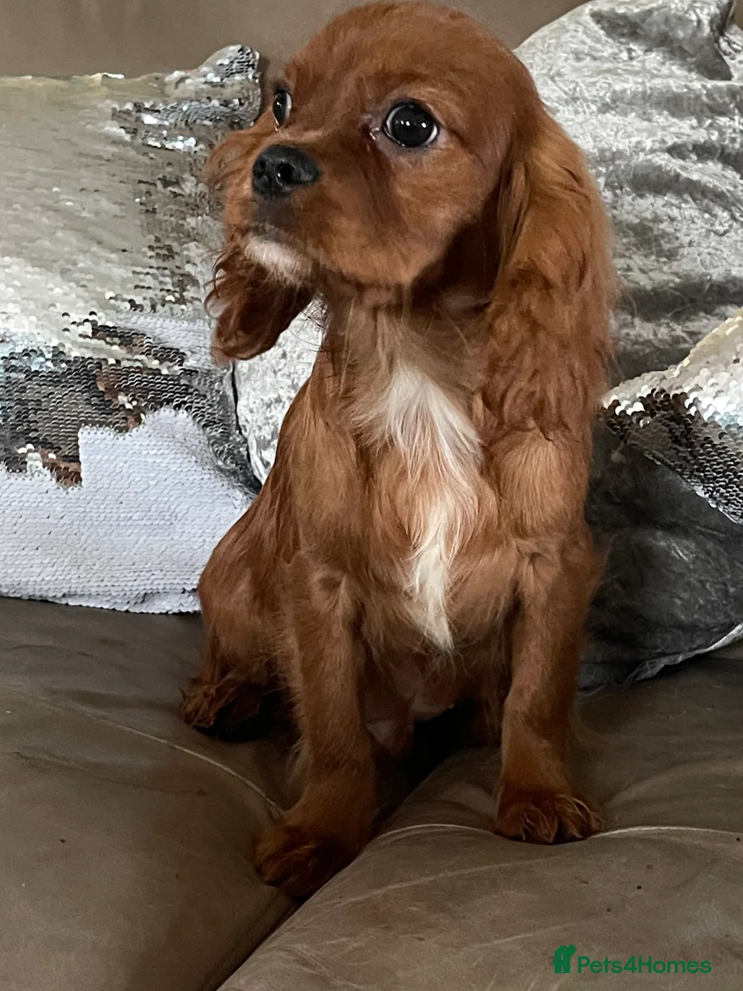 Cavalier King Charles Spaniel dogs for sale: Cavalier Ruby red male KC Registered - Advert 6
