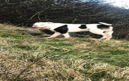 Old Tyme Bulldog dogs for sale: Merl old Tyme bulldog  - Image 5