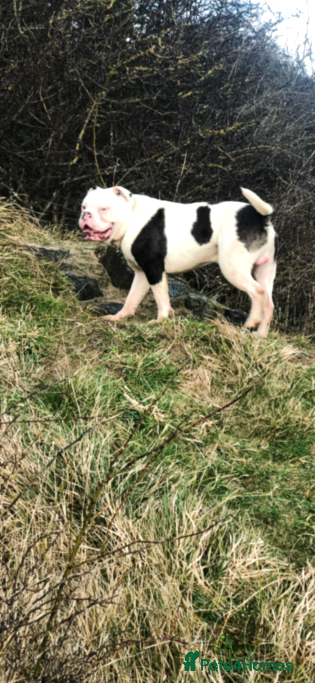 Old Tyme Bulldog dogs for sale: Merl old Tyme bulldog  - Image 5