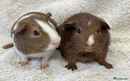 Guinea Pig rodents for sale: Guinea Pigs bonded pair ready to go  - Image 7