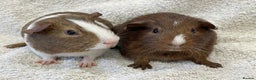 Guinea Pig rodents for sale: Guinea Pigs bonded pair ready to go  - Advert 7