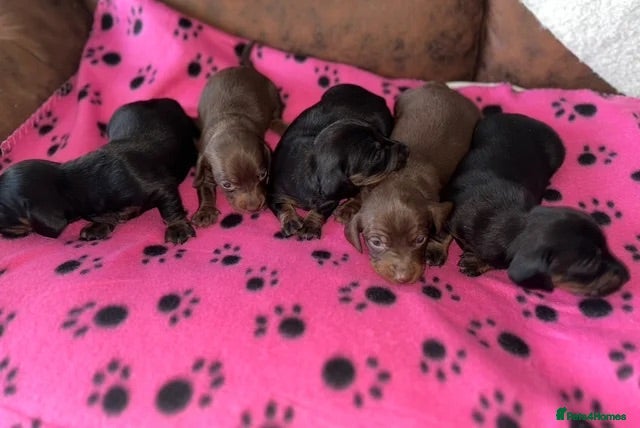 Miniature Dachshund dogs Miniature Dachshund Puppies - Advert 1