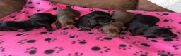 Miniature Dachshund dogs for sale: Miniature Dachshund Puppies - Advert 1