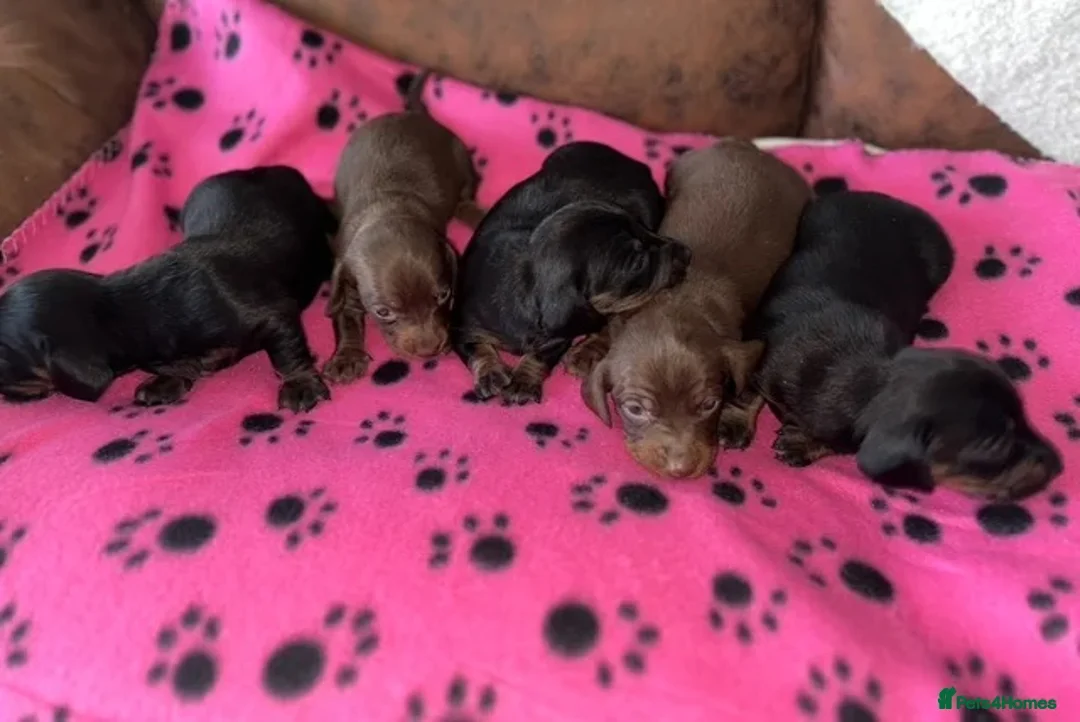 Miniature Dachshund dogs for sale: Miniature Dachshund Puppies - Advert 1