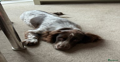 Mixed Breed dogs - Advert 5