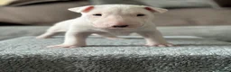 English Bull Terrier dogs for sale: Champion Bloodlines English Bull Terriers. - Advert 2