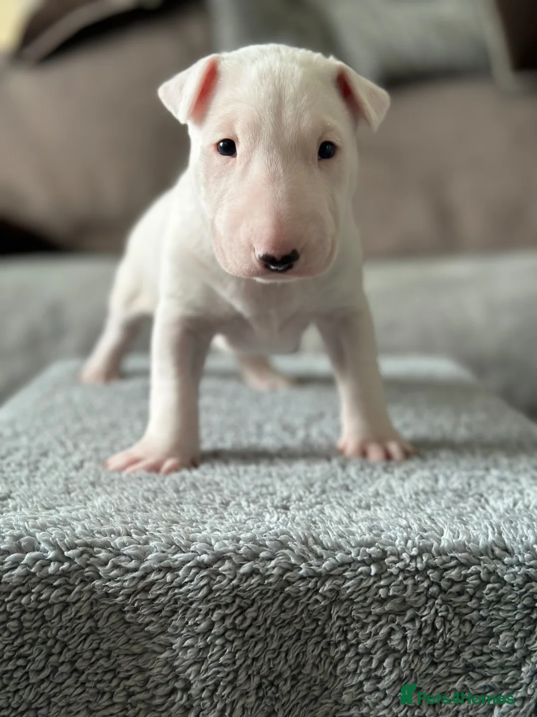 English Bull Terrier dogs for sale: Champion Bloodlines English Bull Terriers. - Advert 2