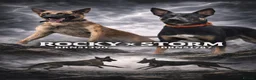 Belgian Shepherd Dog dogs for sale: Mechelse Herder Puppies For Sale - Advert 1