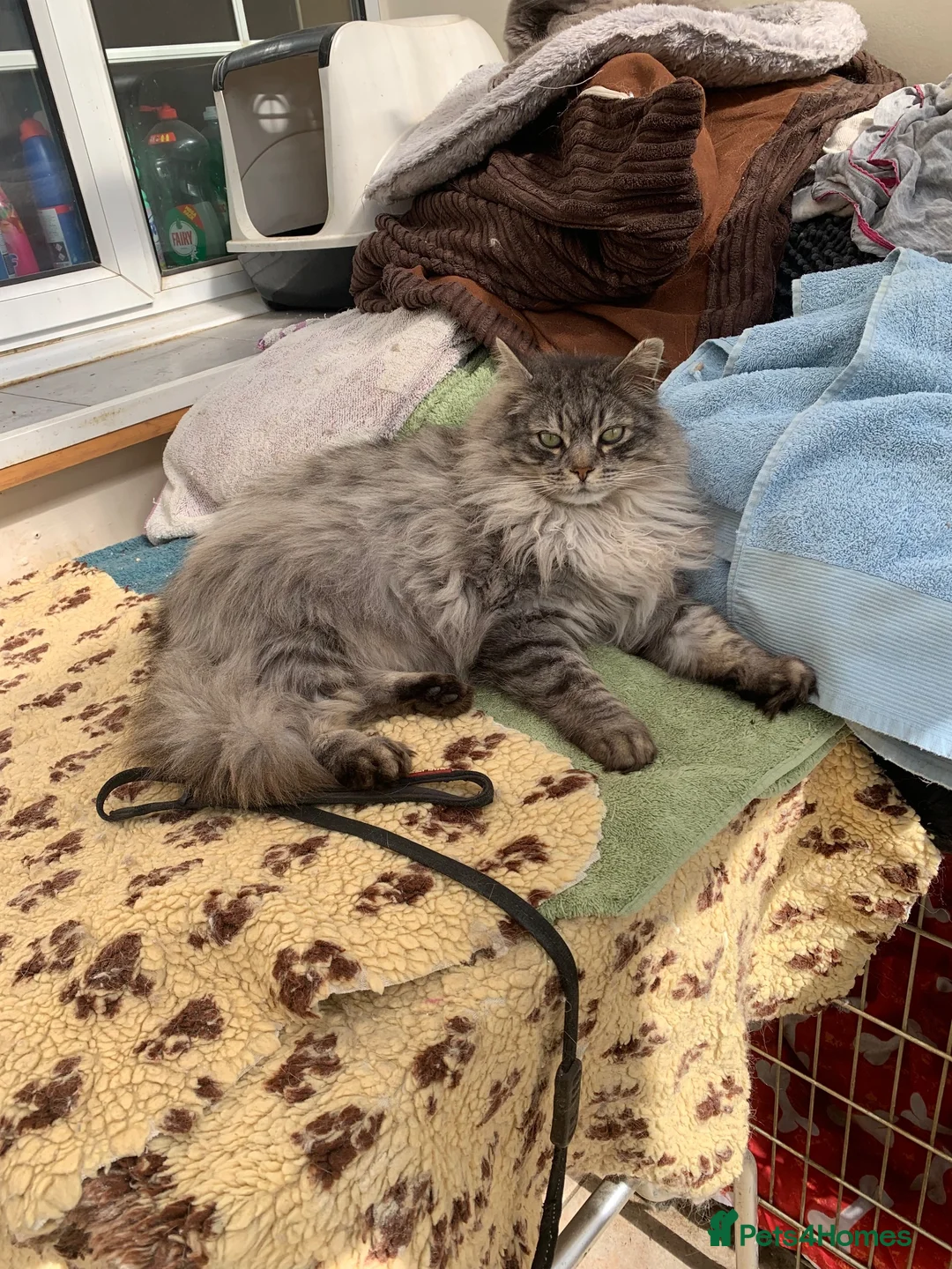 British Longhair cats for sale: British longhair x Scottish fold female kitten  - Advert 2