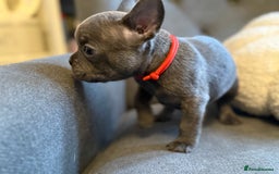 French Bulldog dogs for sale: ✨Stunning Pedigree French Bulldog Puppies✨ - Advert 33