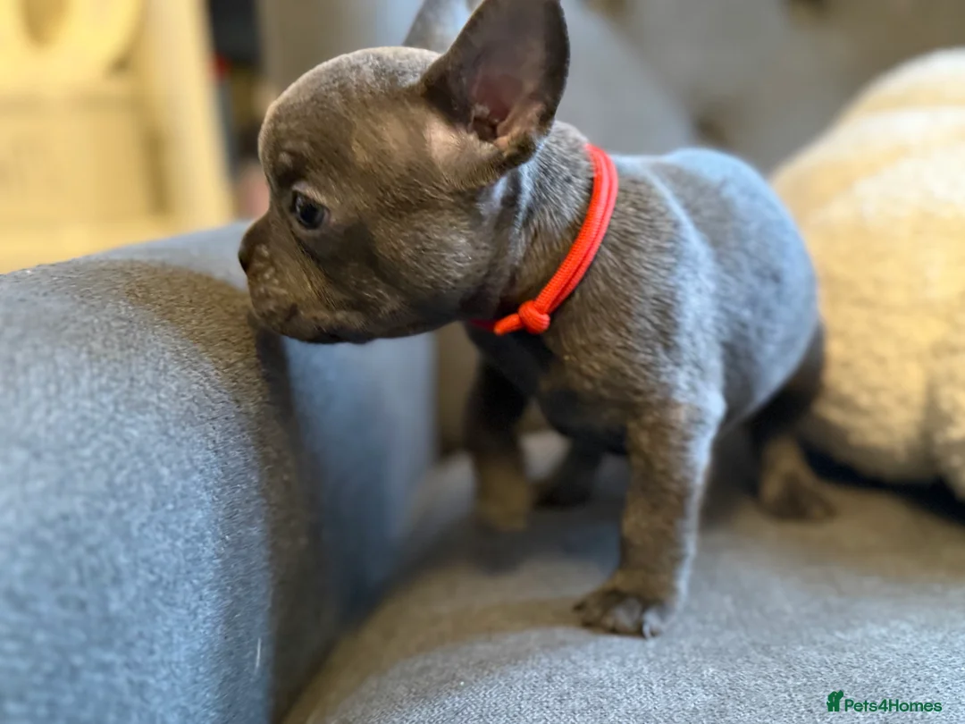 French Bulldog dogs for sale: ✨Stunning Pedigree French Bulldog Puppies✨ - Advert 26