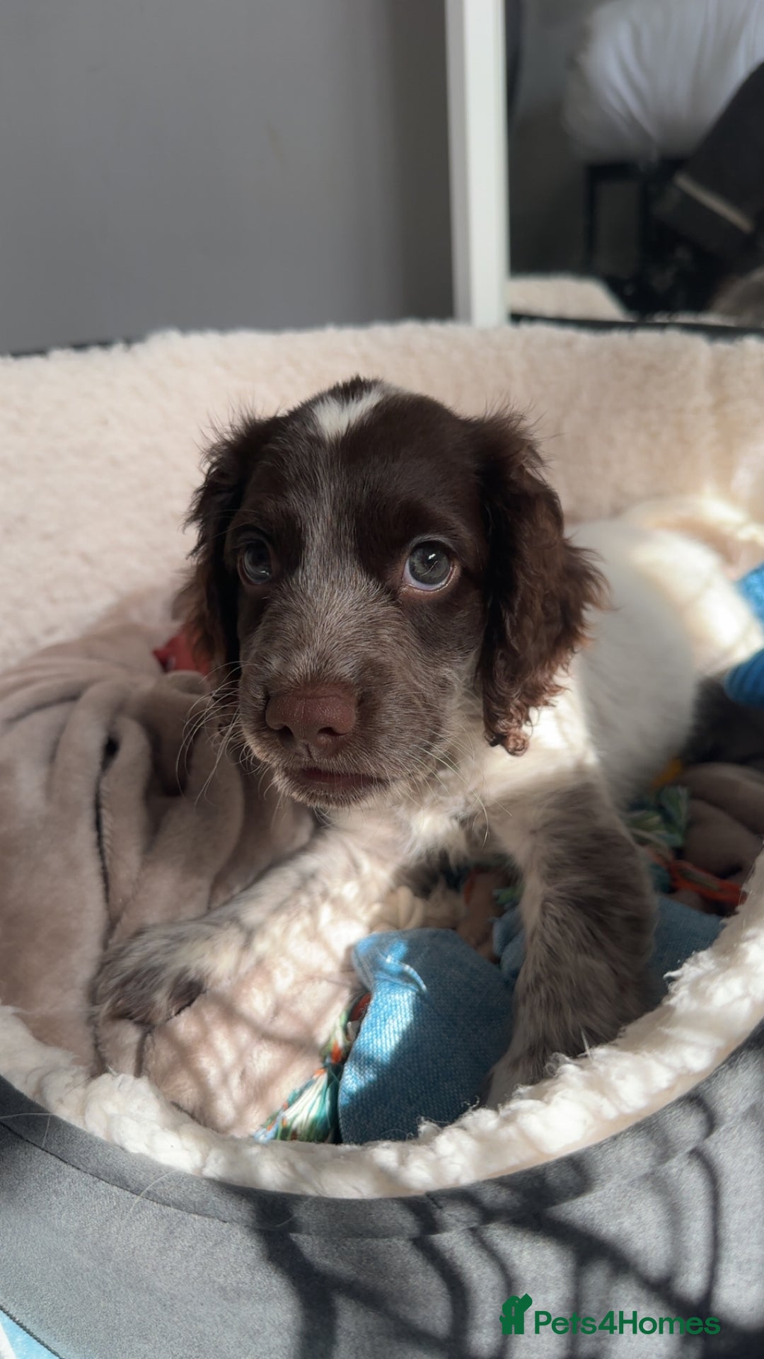 Cocker Spaniel dogs for sale: Sadly having to re-home my 5 month old puppy - Advert 7