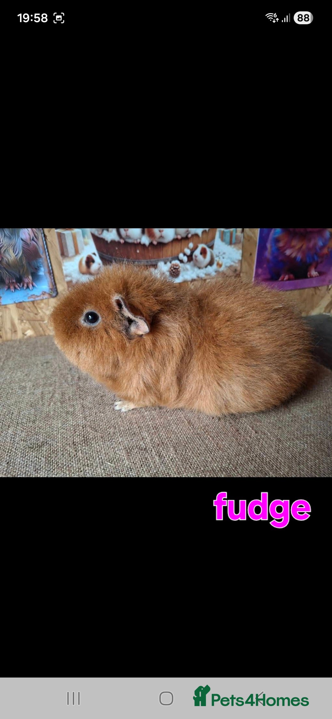 Guinea Pig rodents for sale: Lunkarya - Advert 9