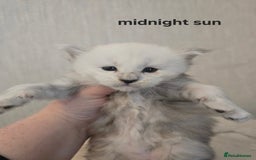Maine Coon cats for sale: Maine Coon Kittens Black Shaded European Lines - Image 5