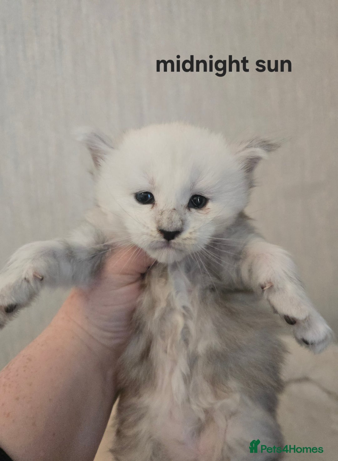 Maine Coon cats for sale: Maine Coon Kittens Black Shaded European Lines - Image 5