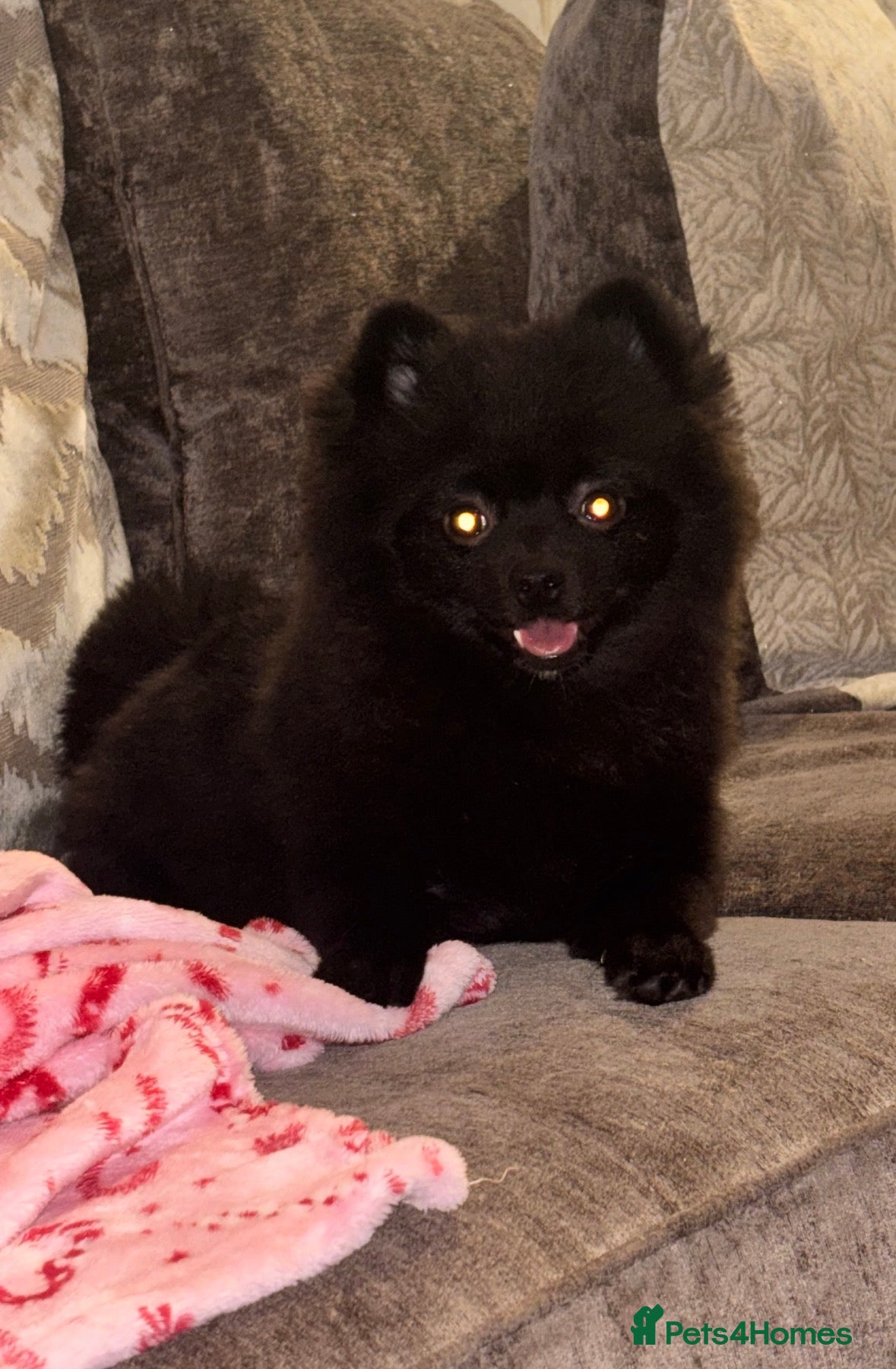 Pomeranian dogs BEAR 7 month pomeranian - Advert 2