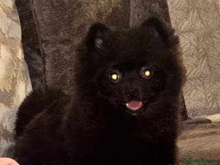 Pomeranian dogs BEAR 7 month pomeranian - Advert 12