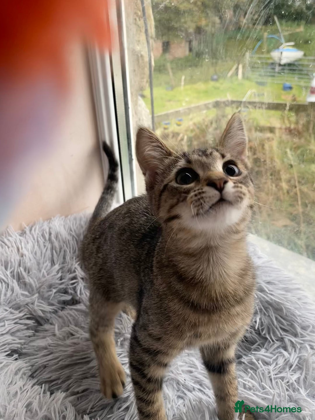 Maine Coon cats for sale: Maine coon x bengal kittens  - Image 17