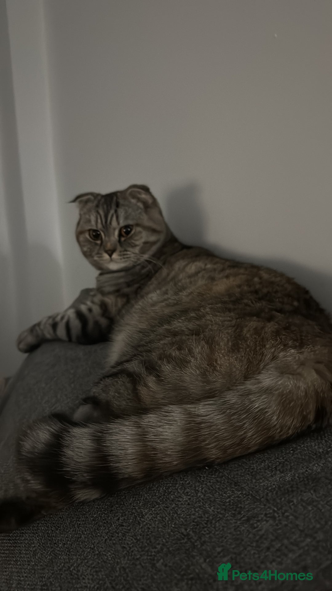 Scottish Fold cats for sale: Tia, One year old scotch fold for sale - Advert 2
