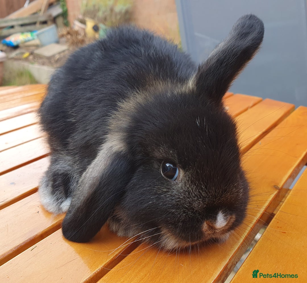 Mini Lop rabbits for sale: Friendly baby rabbits available to loving homes - Image 21