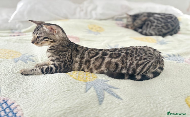 Bengal cats - Advert 1